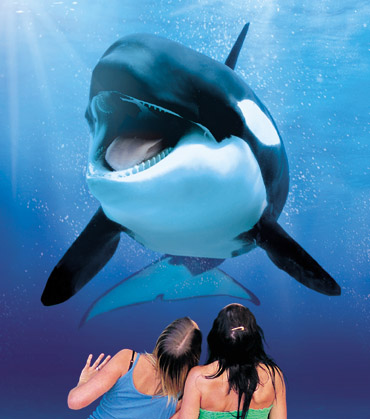 Orca Ocean Orca Ocean