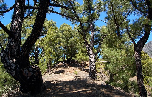 El pinar palmero