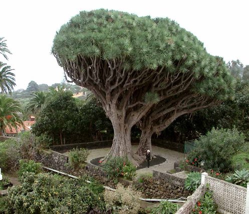 Dragos gemelos en La Palma