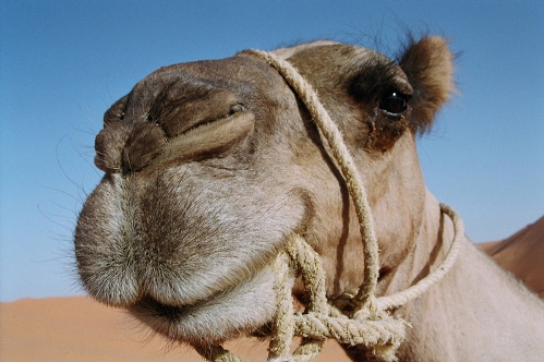 Camello en Canarias