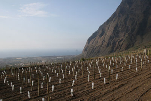 Viñedos en la isla de El Hierro